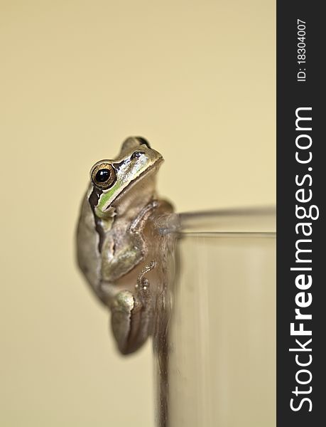 A small Frog on the side of a glass in profile. A small Frog on the side of a glass in profile