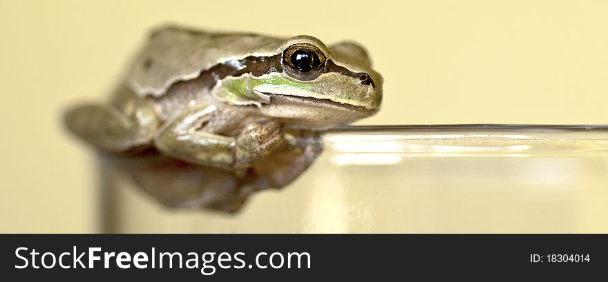A small Frog on top of a glass in profile. A small Frog on top of a glass in profile
