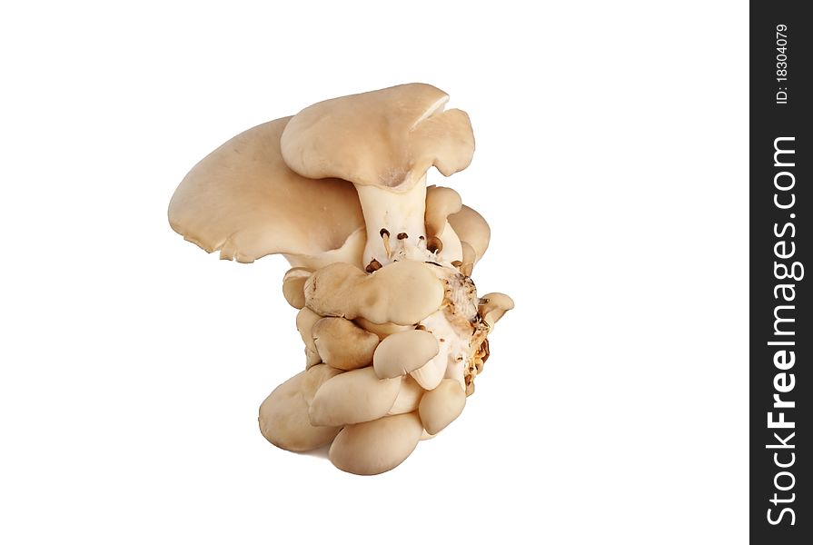 Edible beige group of mushrooms on a white background