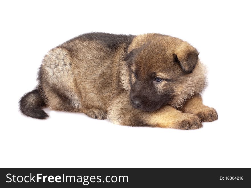 German sheep-dog puppy isolated on white background. German sheep-dog puppy isolated on white background