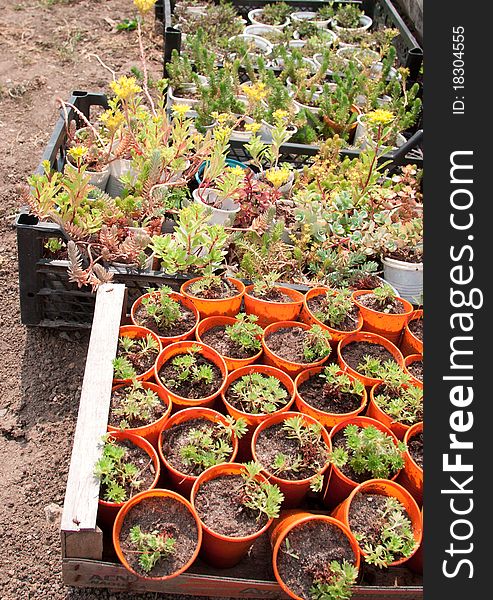 Boxes with seedlings, the picture is for articles about the garden, agriculture, cultivation