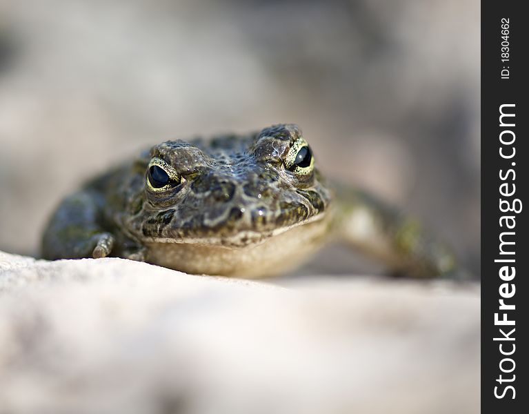 A Frog on top of a rock frontal view. A Frog on top of a rock frontal view