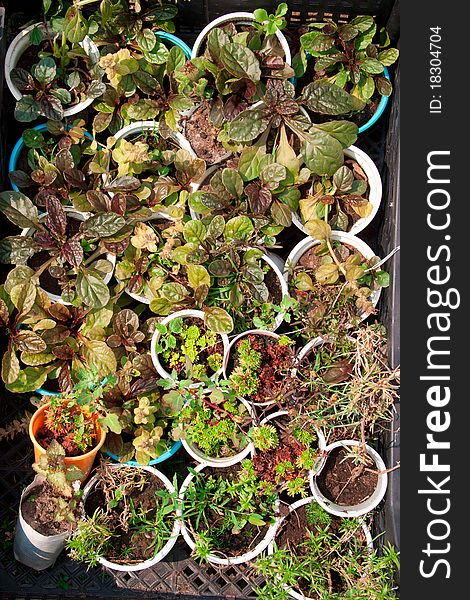 Boxes with seedlings, the picture is for articles about the garden, agriculture, cultivation