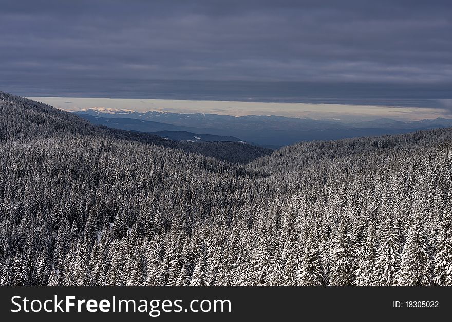 View on the winter spruce forest with mountains in the background and clouds above.