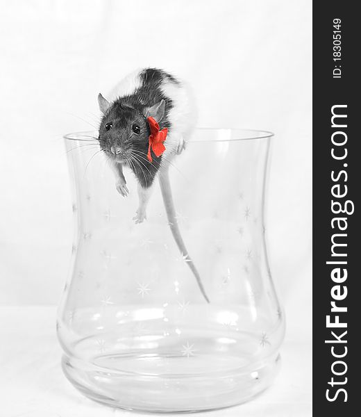 Rat got out of a glass jar. On a white background.