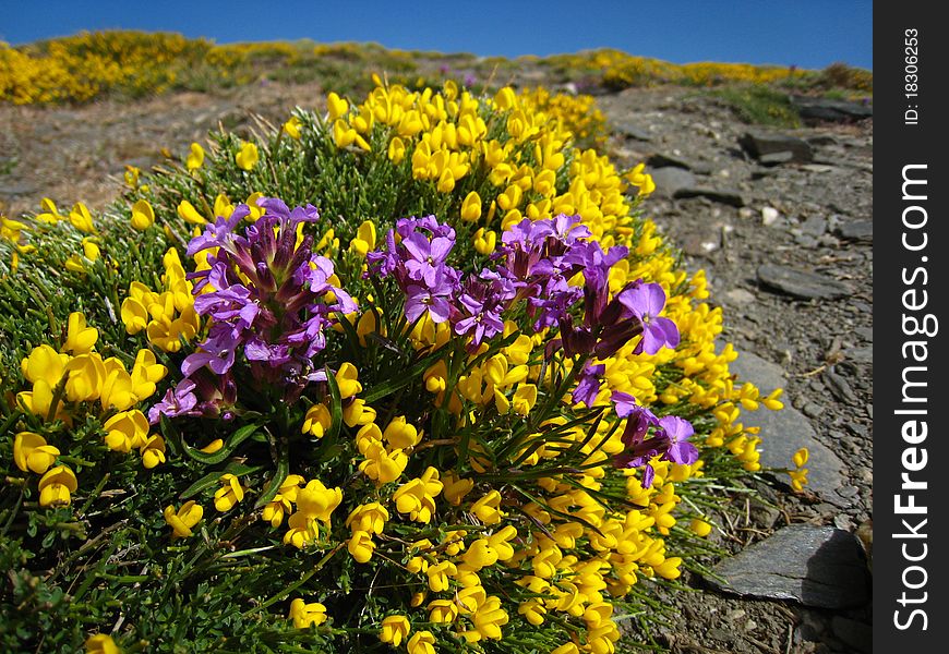 Yellow and Purple flowers over a Hill, in Mount Chullo. Ragua Port. Sierra Nevada. Spain. Yellow and Purple flowers over a Hill, in Mount Chullo. Ragua Port. Sierra Nevada. Spain