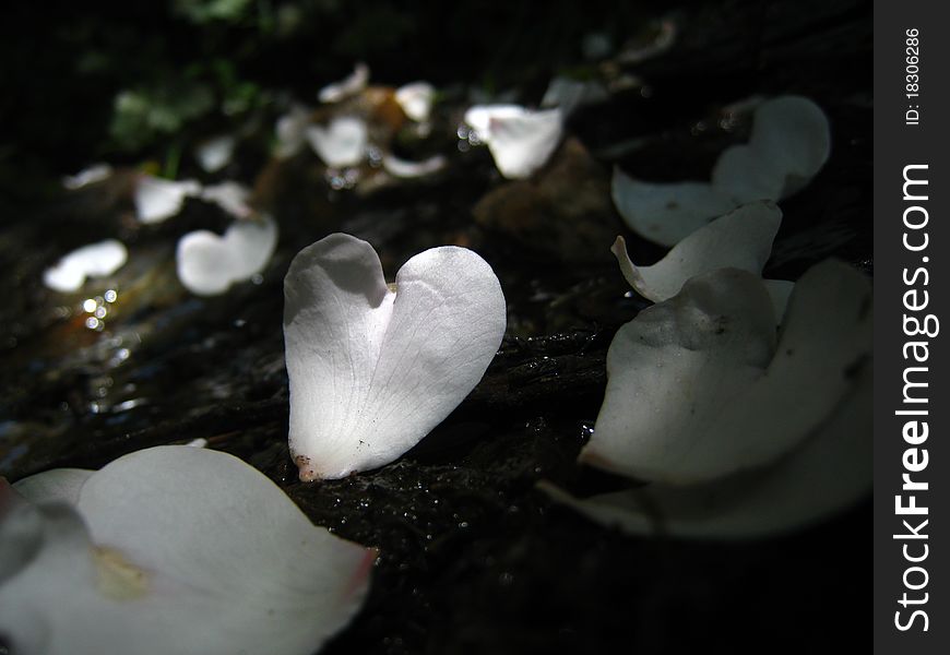White Petals with Heart Shape, very smooth. White Petals with Heart Shape, very smooth