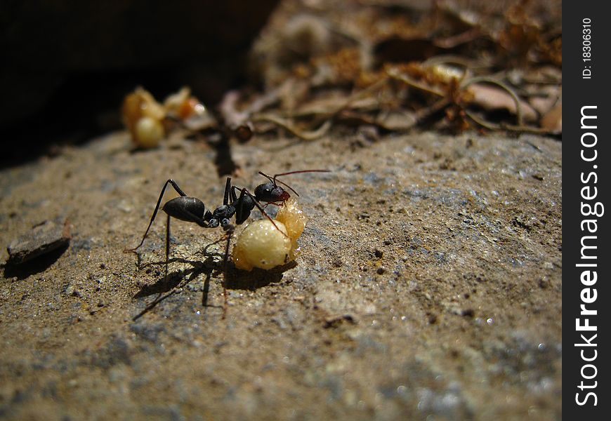 Ant eating crisp rice on a stone. Sierra Nevada. Granada/Grenade. Spain. Ant eating crisp rice on a stone. Sierra Nevada. Granada/Grenade. Spain