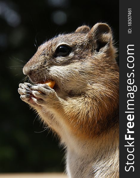 Close-up of a chipmunk eating with both hands
