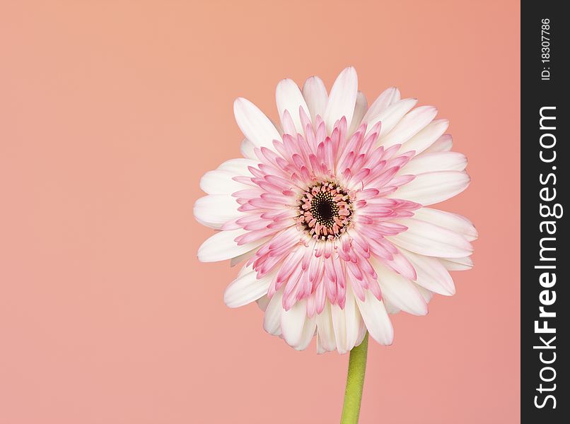 Pretty white and pink Gerber Daisy on a pastel background with copyspace. Pretty white and pink Gerber Daisy on a pastel background with copyspace.
