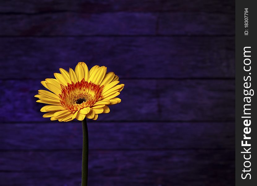 A little bright gold Gerbera Daisy on a unique deep purple background. Lots of copy space. A little bright gold Gerbera Daisy on a unique deep purple background. Lots of copy space.