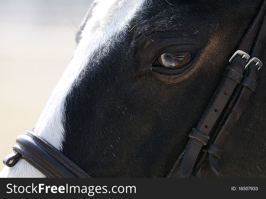 A detailed closeup of a horse eye. A detailed closeup of a horse eye