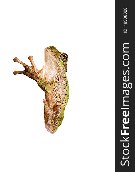 A green tree frog clinging to a corner. On a white background so you can Insert your own edge.