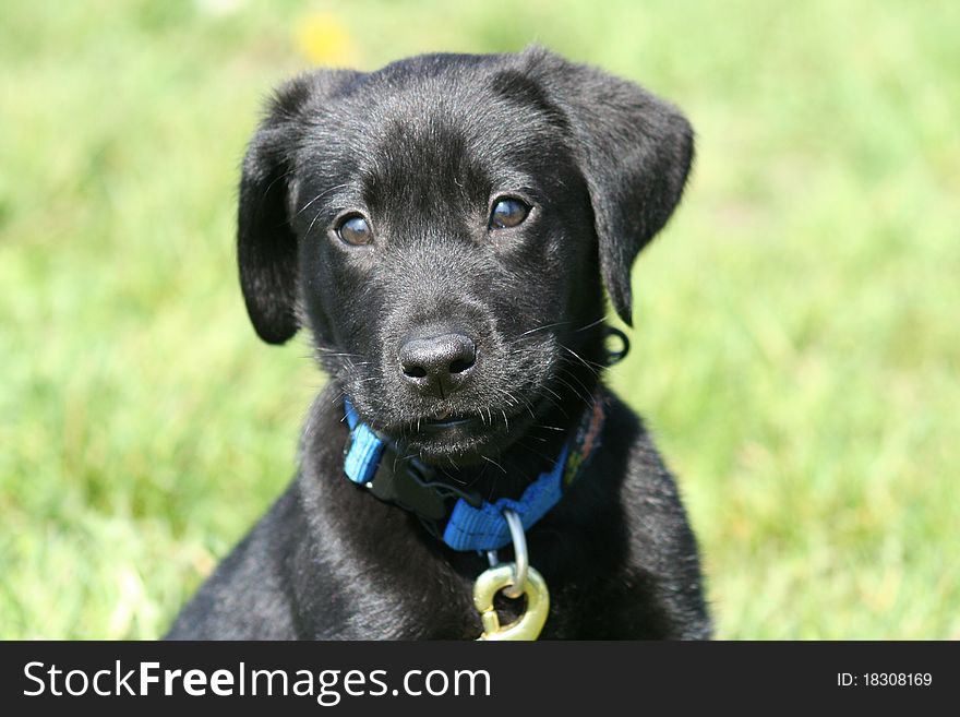 Black lab puppy close up with grass in the background