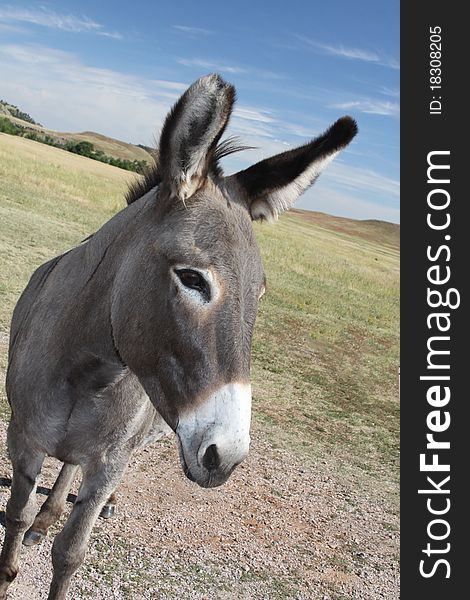 Picture of a donkey in custer park roaming the street