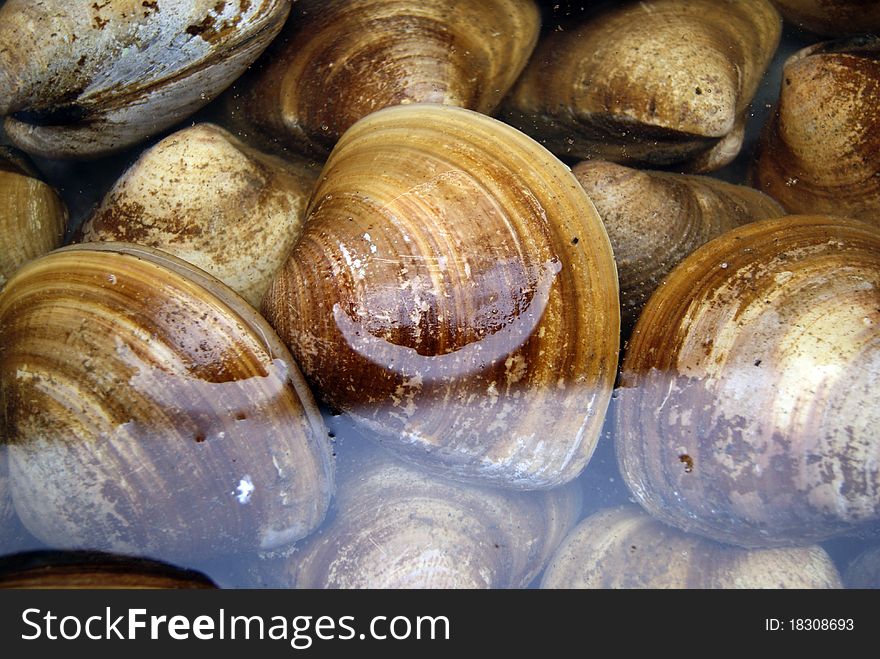 Scallop, be submerged in the basin. It is very delicious seafood food one.