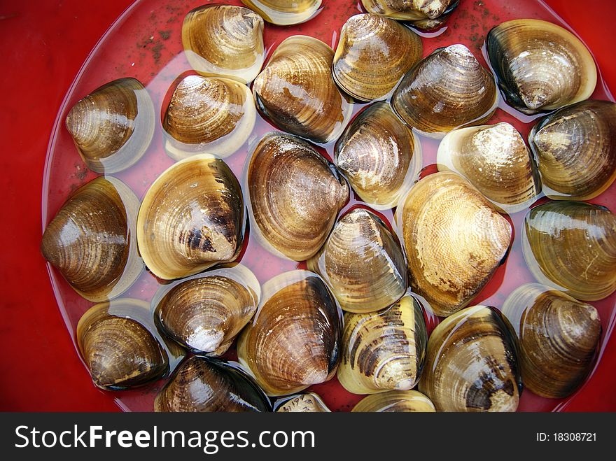 Scallop, be submerged in the basin. It is very delicious seafood food one.