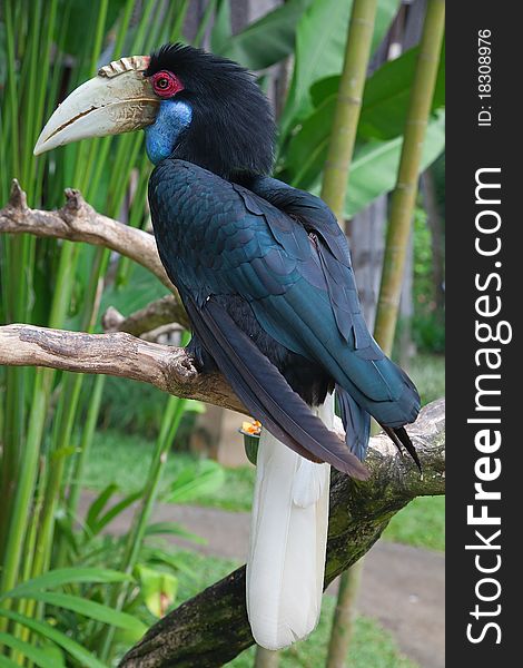 Hornbill in captivity at Bali bird aviary in Indonesia