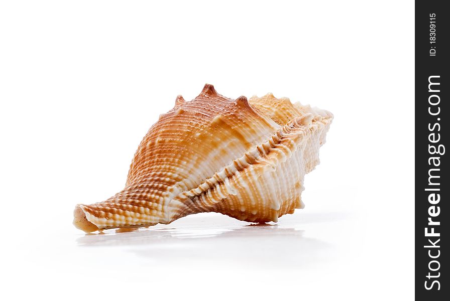 Clamshell isolated