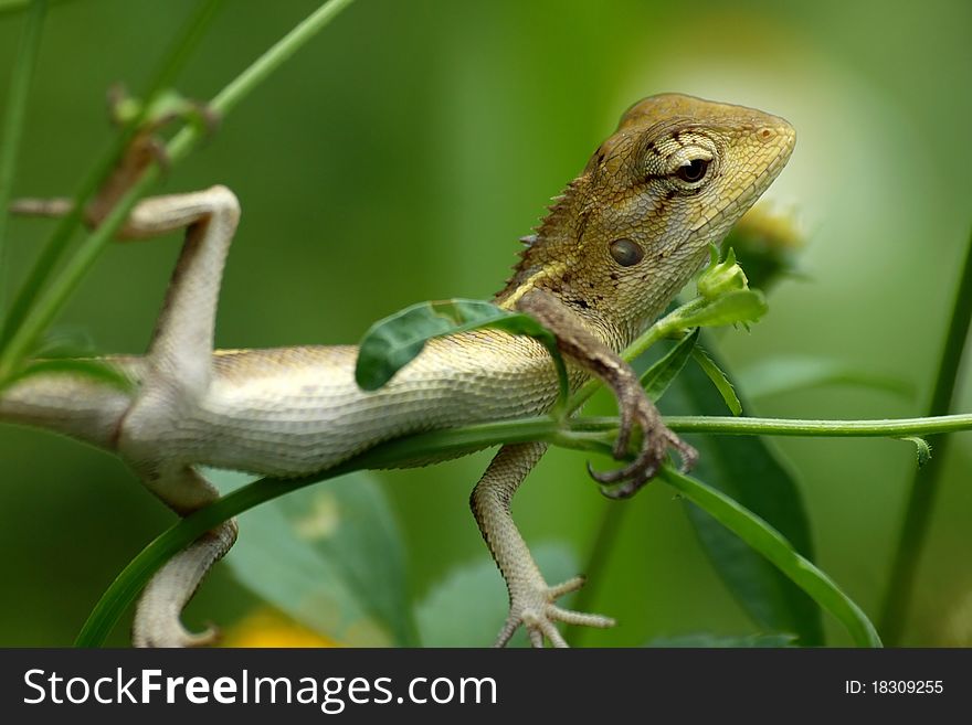 A small lizard resting on a green plant. A small lizard resting on a green plant