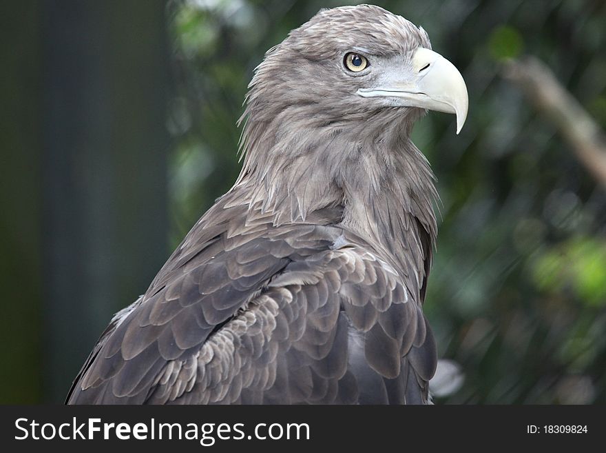 Aquila taken at a park