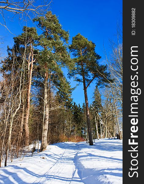 Winter landscape, pine trees near the road blue sky. Winter landscape, pine trees near the road blue sky