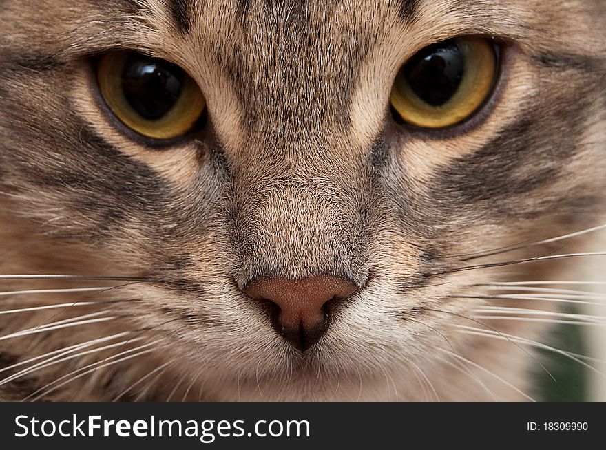 Closeup portrait of a little cat