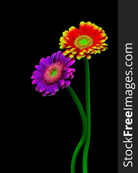 pair of purple and flaming red yellow gerber daisy flowers on bright dark background. pair of purple and flaming red yellow gerber daisy flowers on bright dark background