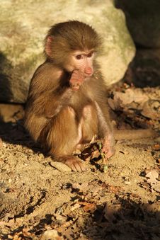 Baby Baboon Chewing On A Twig Royalty Free Stock Photography