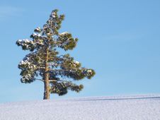 Solitary Pinetree In Winter Royalty Free Stock Image