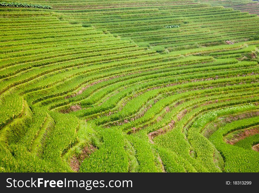 Rural landscape of summer rice terraces.