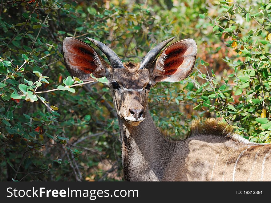 Greater Kudu Male (Tragelaphus strepsiceros)