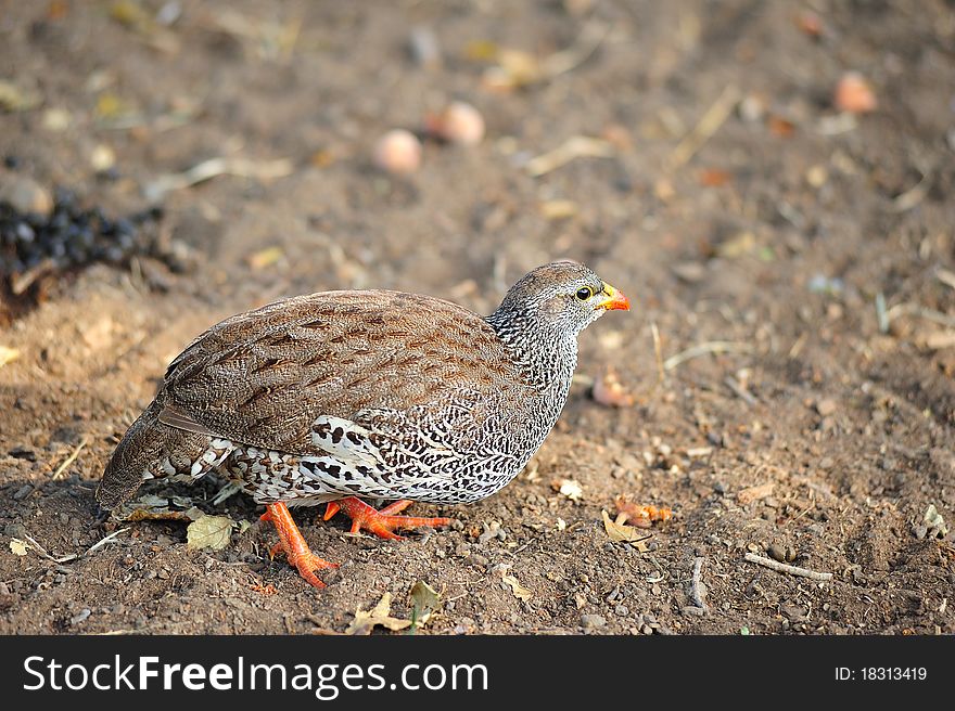 Natal Spurfowl (Pternistis natalensis)