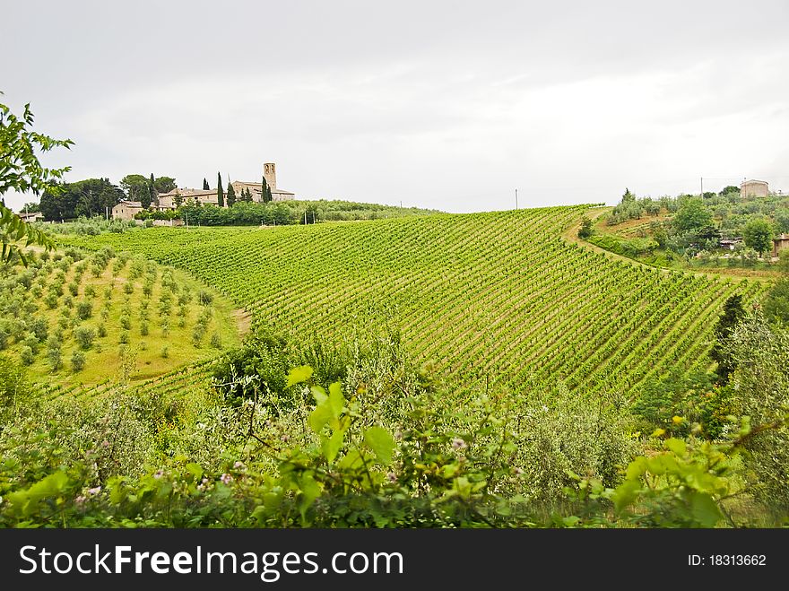 View on a vineyard in Tuscany, Italy