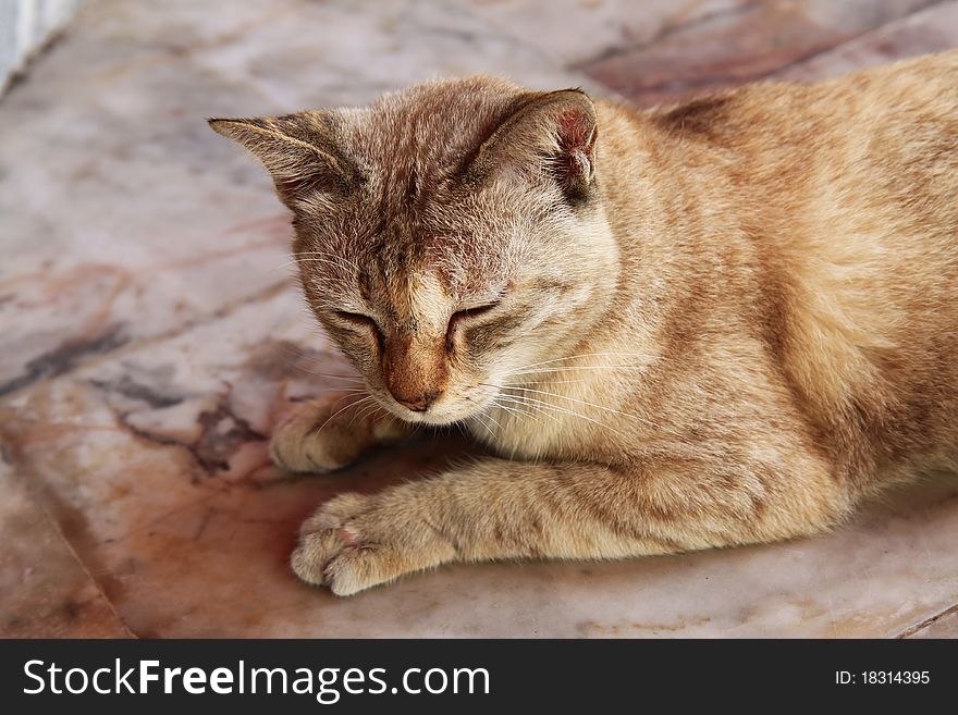 Cat in temple.This plase is Wat Pra Keaw in Thailand.wat pra keaw, bangkok, thailand, wat thai, thai buddhist, buddhist, religion, thai temple, Thailand Religion, temples, stupa