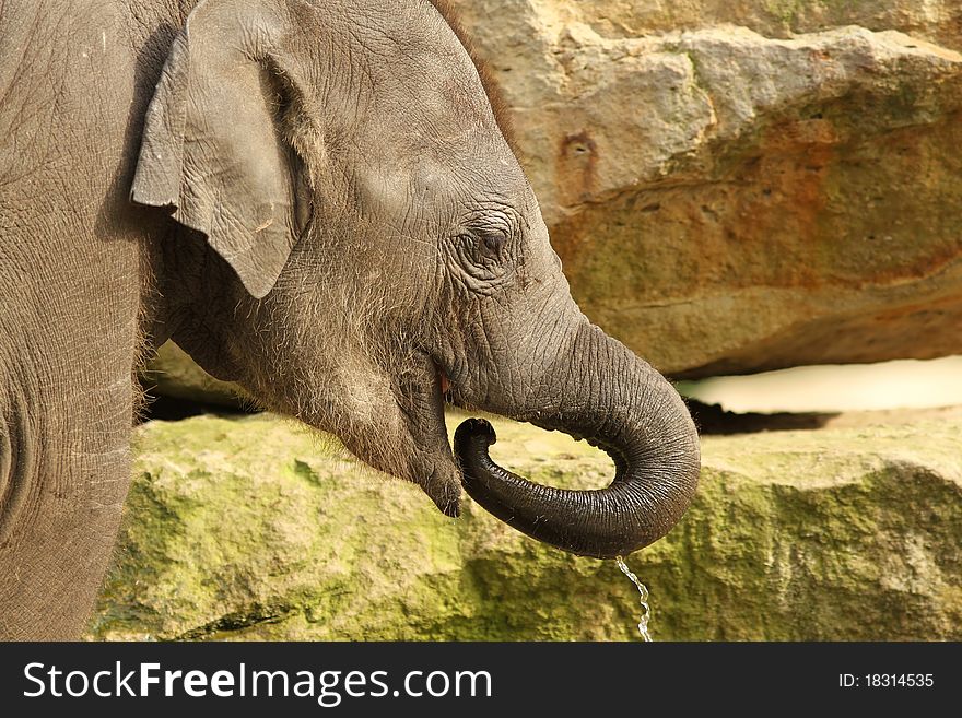 Animals: Little elephant drinking with its trunk