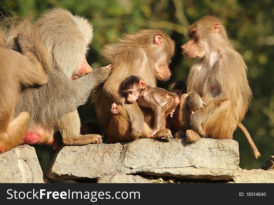Animals: Family of baboons sititng on a rock