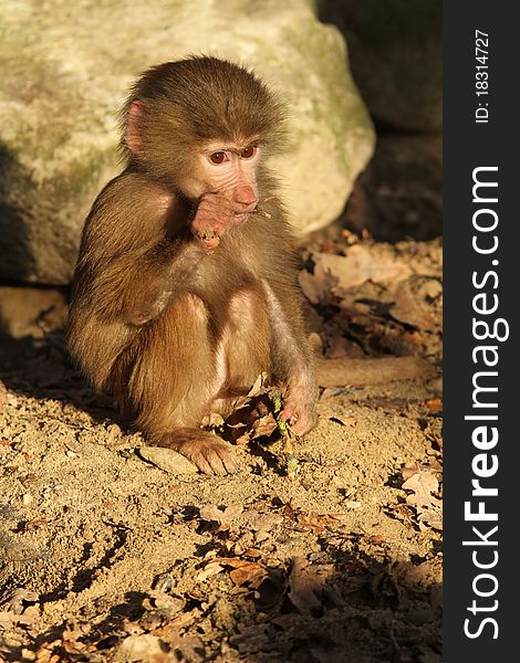 Animals: Baby baboon chewing on a twig