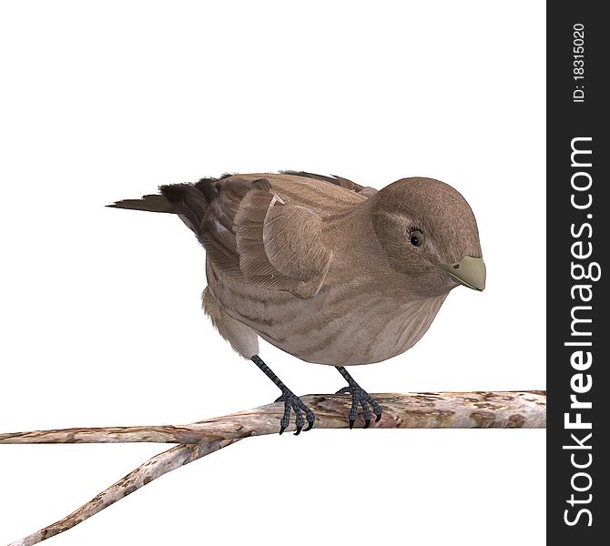 Female House Finch. 3D rendering with clipping path and shadow over white