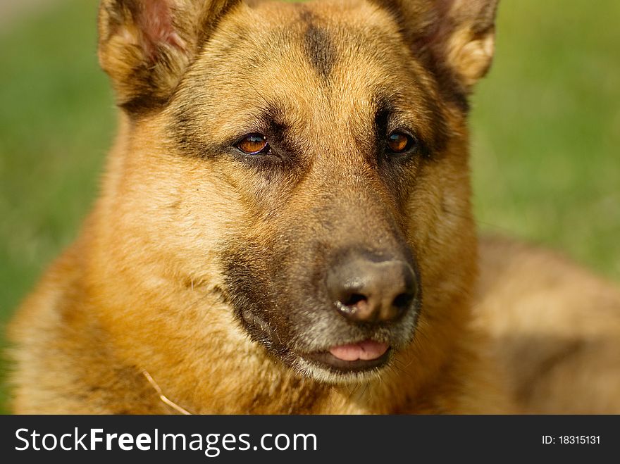 Portrait Of A Curious Dog