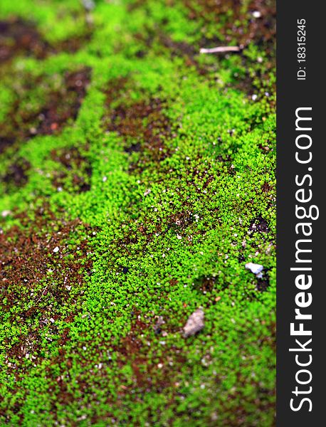 Macro shot of green moss looking beautiful. Macro shot of green moss looking beautiful.