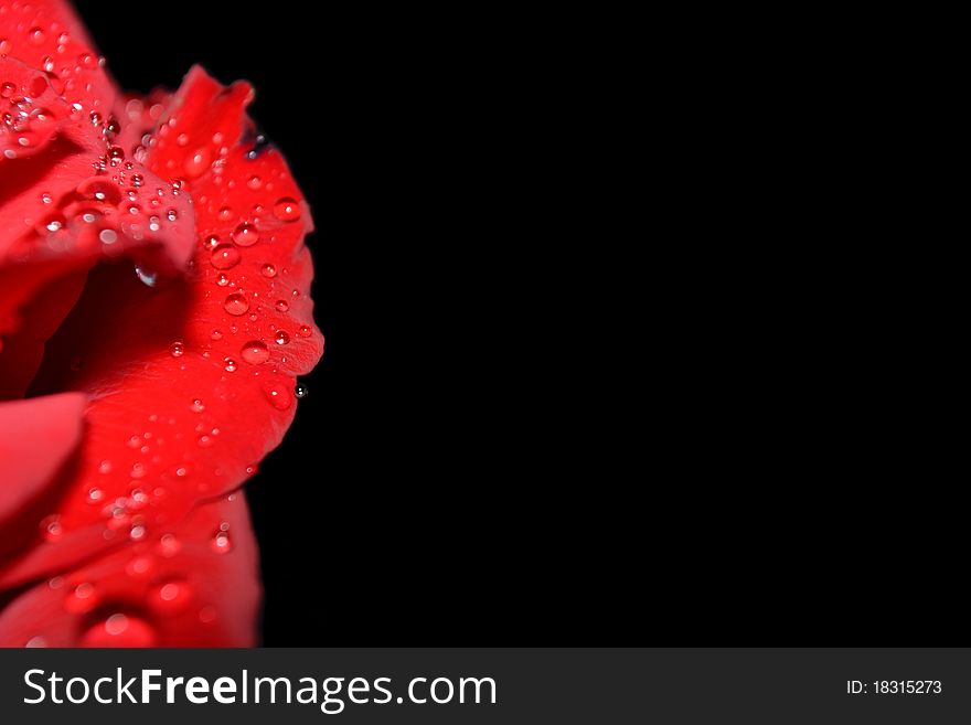 Leaf Of Rose With Water Pearls