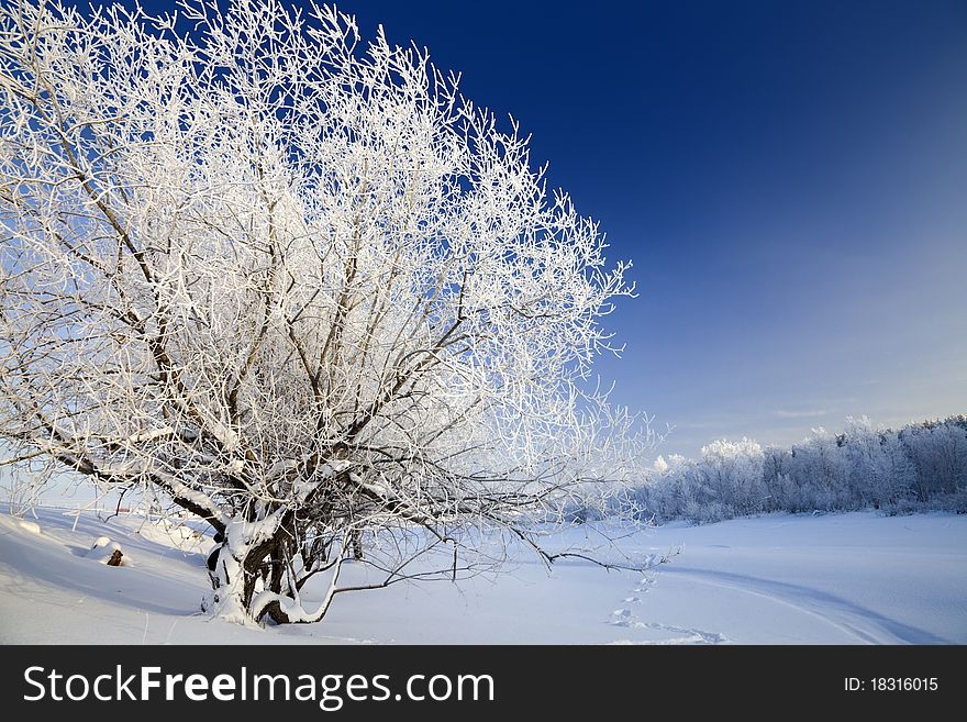 Snow-covered trees on the banks