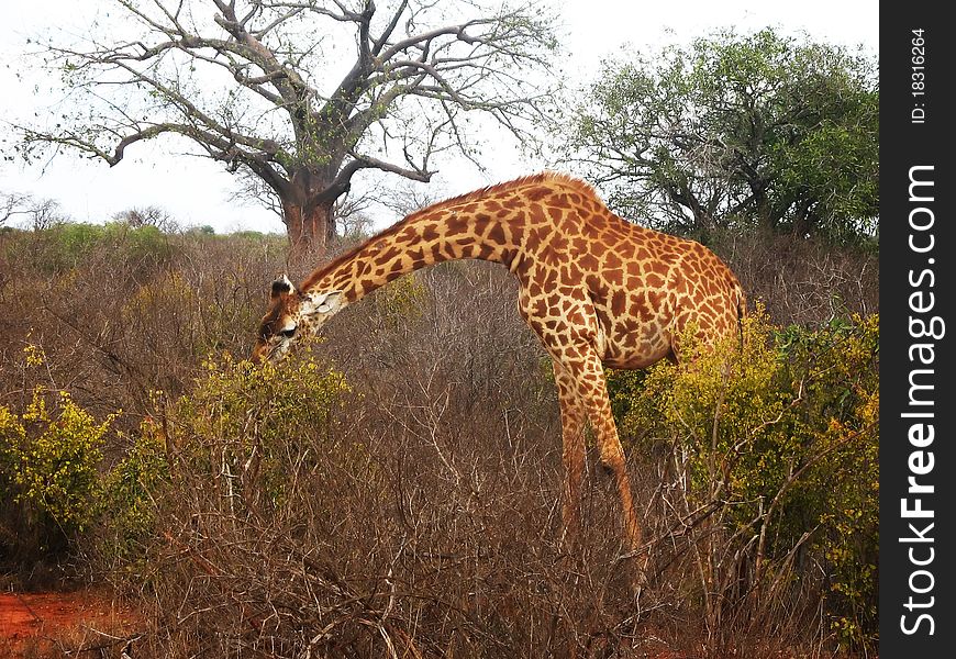 Giraffe eating leaves on the savannah. Giraffe eating leaves on the savannah