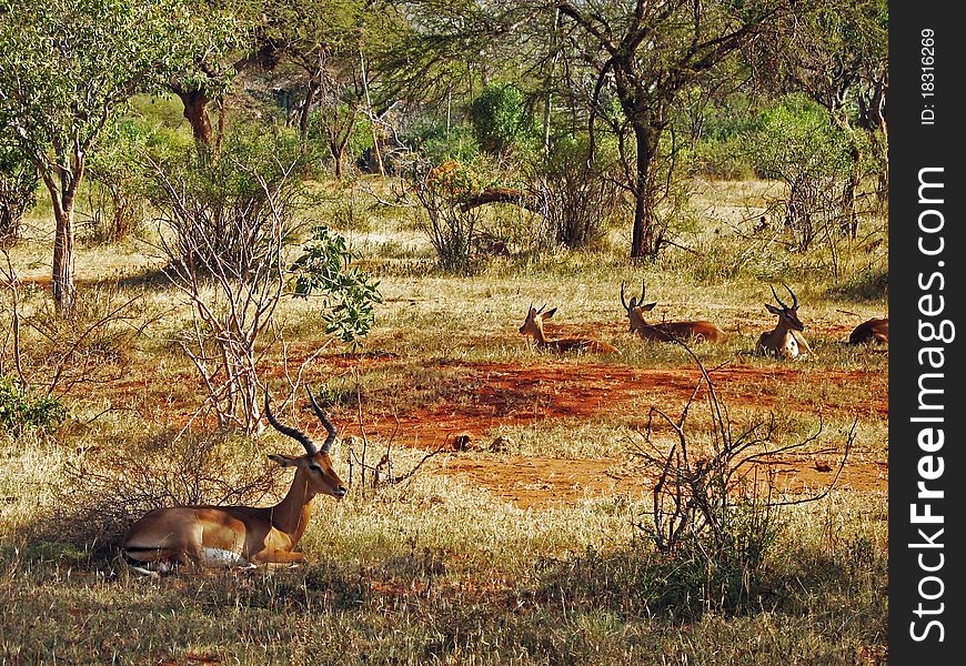 Antelopes resting on the savannah. Antelopes resting on the savannah