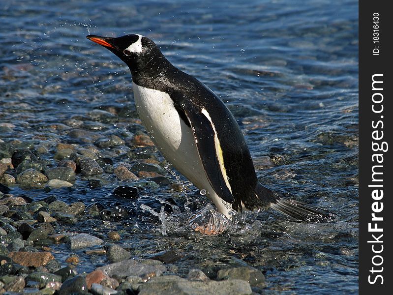 Gentoo  penguin washing in the sea. Gentoo  penguin washing in the sea