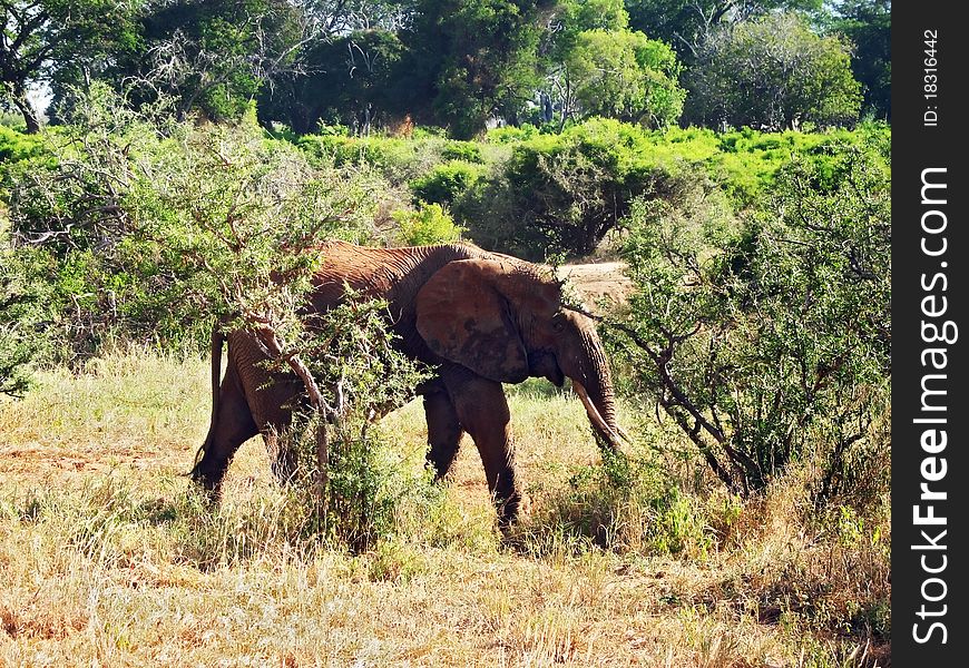 Old elephant on the savannah