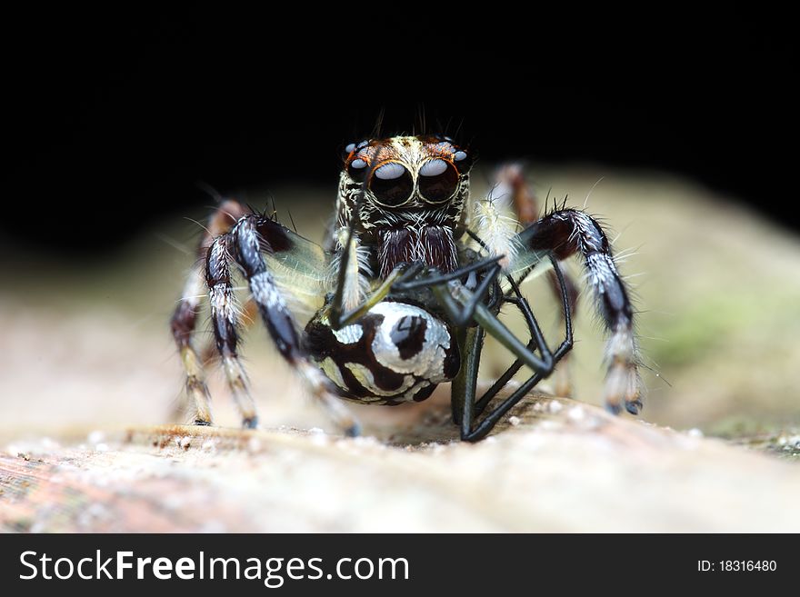 A Jumping Spider Devouring its own kind when food is scarce in order to survive, a survival concept in the wild. A Jumping Spider Devouring its own kind when food is scarce in order to survive, a survival concept in the wild
