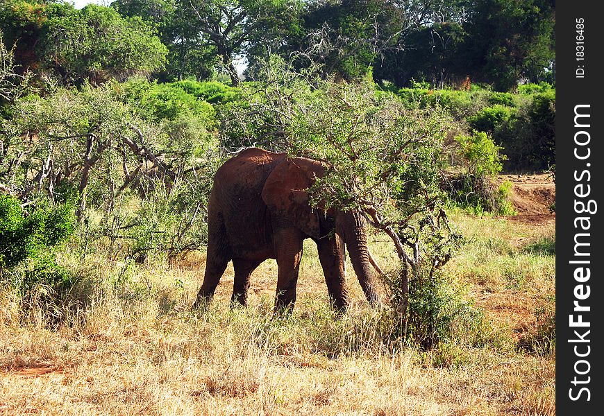 Old elephant on the savannah