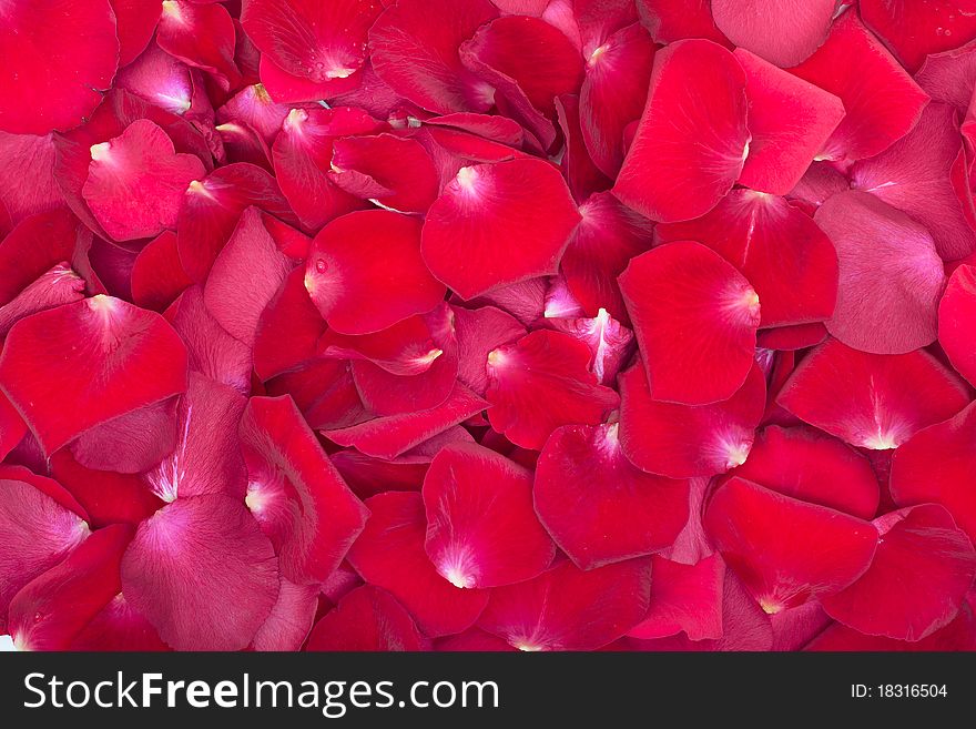 A lot of red rose petals background
